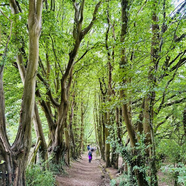A tree-lined path